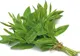 "A freca menta": de unde vine și ce înseamnă aceasta?