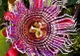 Ce efecte terapeutice are Passiflora, planta minune a patimilor lui Iisus