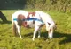 Renumiţi ponei din Dartmoor vor fi vopsiţi. Motivul este unul incredibil