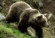 S-a dus să culeagă ciuperci în pădure, dar a fost atacat de urs. "Ne-am bătut laolaltă"