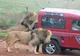 Au fost înconjurați în safari de o haită de lei furioși. Ce a urmat întrece orice imaginație