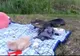 Au avut un musafir nepoftit la picnic: un aligator flămând. Ce a urmat depășește orice imaginație