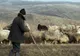 O femeie i-a propus unui cioban din Timiş o partidă de sex. Ce a urmat depăşeşte orice imaginaţie
