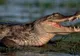 Închisoare "păzită" de crocodili flămânzi, şi nu de gardieni: în ce ţară se se întâmplă