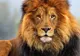 O tânără, în stare gravă după ce a fost mușcată de un leu într-un zoo ilegal