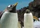 Nu sunt pinguinii din Madagascar, dar...Cum s-a sfârşit o tentativă de evadare de la Zoo