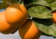 Efect uimitor al portocalelor. Ce se întâmplă dacă mănânci un astfel de fruct în fiecare zi