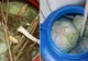 Cea mai tare reţetă de acrit varza la butoi din Banat. Ingredientul secret