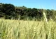Comisia Europeană cere creșterea suprafeței de terenuri utilizate pentru agricultura ecologică. Ținta stabilită pentru 2030