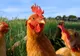 Superstiţii şi obiceiuri de Crăciun. Noapte în care animalele vorbesc. Ce se întâmplă dacă le auziţi