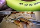 Și-a petrecut noaptea cu o străină. Dimineață a găsit un mesaj scris pe o banană. A încremenit
