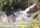 Crocodilul canibal, atac îngrozitor. A sfârtecat un crocodil mai mic în câteva clipe