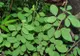 Planta miraculoasă care ajută la refacerea ficatului