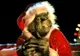 Sindromul Grinch afectează mii de români în preajma Crăciunului. Motivul pentru care marea sărbătoare nu mai este o oază de bucurie și liniște