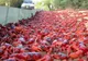 Înspăimântător. Iată ce se întâmplă în această perioadă pe Insula Crăciunului