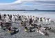 Cum arată o insulă locuită doar de pinguini. Imagini care îţi frâng inima 