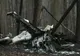 Dramă! Un avion s-a prăbuşit. Doi oameni au murit
