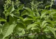 Secretul păstrat cu sfinţenie de chinezi sute de ani: planta care tratează CANCERUL în 40 de zile