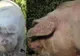 Cel mai tare anunţ înainte de Crăciun. Se vinde online un porc de 500 de kilograme
