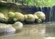 Monumente ale naturii în România. Ce sunt, de fapt, faimoșii trovanți buzoieni