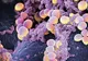 5 bacterii care te ”ucid” în spitale