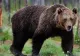 Apariţie surprinzătoare pe străzile din Ploieşti, în noaptea de Crăciun. Localnicii, înspăimântaţi
