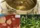 Planta care te vindecă de cancer în numai 6 săptămâni