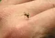 Virusul periculos care face ravagii în lume, în Europa. Două persoane, contaminate în Elveţia