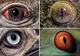 Poți să ghicești animalul doar privindu-l în ochi? Galerie foto excepțională