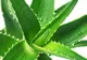 Leacuri de acum 3000 de ani. Cum se foloseşte corect aloe vera şi ce afecţiuni tratează