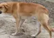 A salvat un câine de la moarte apoi a postat un mesaj cutremurător pentru stăpân: "A mâncat crengi"