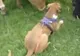 Momentul în care un boxer întâlneşte o turmă de vaci pentru prima dată. Cum reacţionează câinele