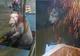 Salvare spectaculoasă în Bihor, după ce un cal a căzut într-o groapă adâncă - FOTO