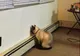 Îți găsești animalul de companie stând așa? Du-l repede la veterinar! Poate fi un semn foarte grav