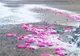 Apariţie bizară pe o plajă din Marea Britanie. "Cred că sunt în jur de 500"
