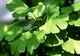 Efectele uimitoare ale vinului de ginkgo biloba. Cum se prepară