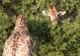 Fotografia virală care a pus Facebook-ul pe gânduri. Câte animale sunt în imagine?