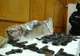 Arme și substanțe periculoase, confiscate de polițiști: 6.000 de arme și 559 de kg de explozivi 