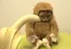 Un filmuleţ bizar cu "pisica-maimuţică" face furori pe internet. Imagini adorabile! 