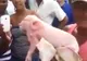 Oamenii au amuțit când l-au văzut. Pare un monstru, dar este, de fapt, un animal obișnuit