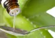Remediul călugărilor pentru diabet și hipertensiune. Cum să te vindeci natural