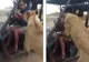 A plătit un safari să vadă leii. A împietrit când o fiară i-a sărit în poală și a început să...