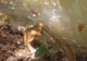 VIDEO șocant. A împuns o anaconda uriașă cu un băț. Ce a urmat e greu de descris în cuvinte 