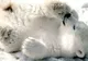 Momente de tandrețe la o grădină zoologică. Cum își îngrijește un urs polar puiul abia născut 