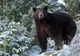 A fost atacat de un urs, în timp ce tăia lemne. Ce a făcut fiul bărbatului ca să sperie animalul
