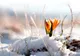 Vreme de primăvară. Prognoza meteo pe trei zile 