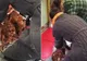 Imagini halucinante în tren. 2 femei îndeasă creaturi bizare în genți, spre șocul călătorilor