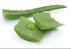 Remediul cu aloe al unui călugăr brazilian care vindecă zeci de boli