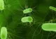 Cum prevenim infecţia cu E.Coli? 10 reguli de aur pe care toată lumea trebuie să le respecte