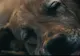 VIDEO EMOȚIONANT Un câine a încasat un glonț în locul unui copil